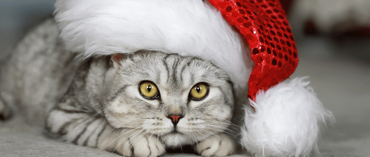 chat à Noel